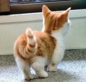 햄스터 궁딩이 | 인스티즈