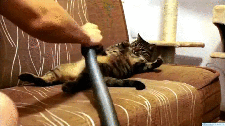 시원하냥.gif | 인스티즈