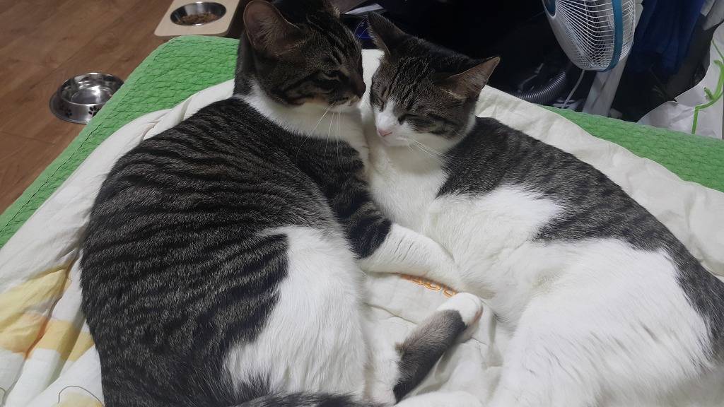 저희집 고양이 | 인스티즈