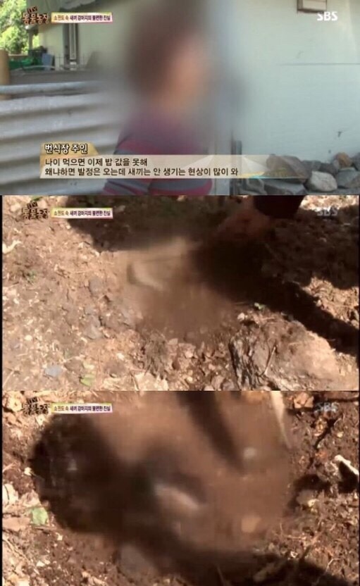 [TV동물농장] 강아지 공장 | 인스티즈