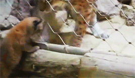 가출한 냥.gif | 인스티즈