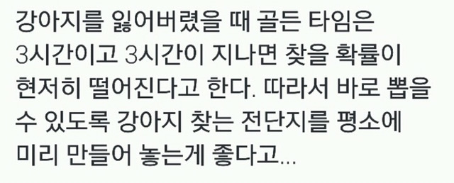 강아지를 잃어버렸을 때 골든타임은 3시간 | 인스티즈