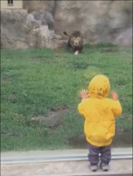 사자에게 등을 보이면 안되는 이유.gif | 인스티즈