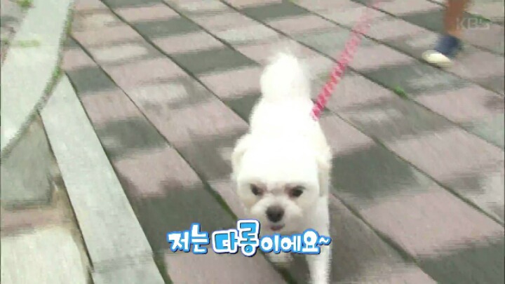 댕댕이 한테 미안해서 미끄럼틀 타러 못가는 대박이 ㅋㅋㅋJPG | 인스티즈