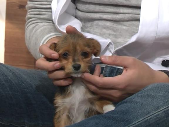 [거침없이하이킥] 범민 강아지 ㅋㅋㅋㅋㅋㅋㅋㅋㅋㅋㅋ.jpg | 인스티즈