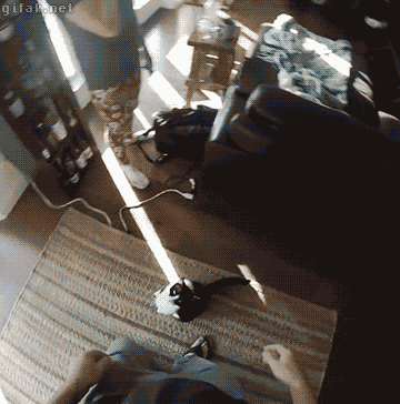 집사 갈구는 냥이 .gif | 인스티즈