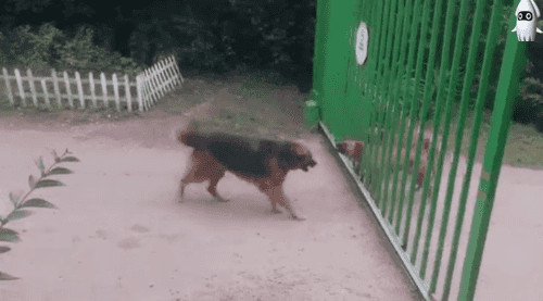 3대1 개싸움...gif | 인스티즈