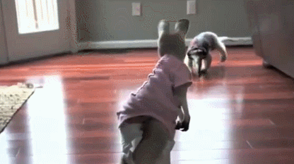 호주의 흔한 반려동물.gif | 인스티즈