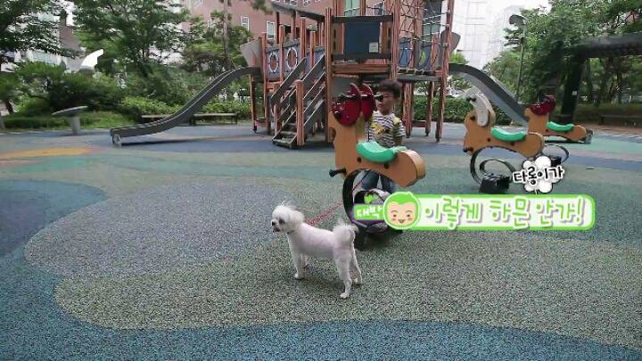 댕댕이 한테 미안해서 미끄럼틀 타러 못가는 대박이 ㅋㅋㅋJPG | 인스티즈
