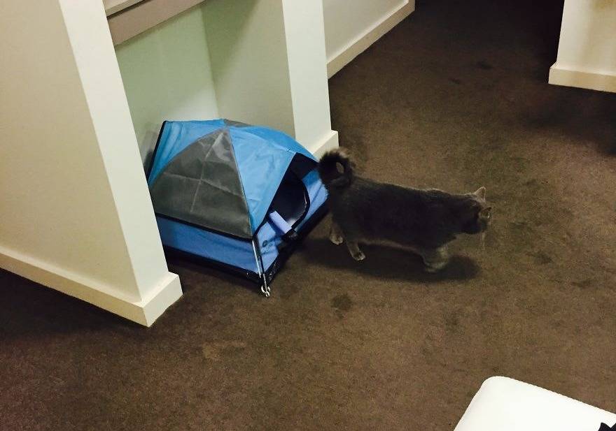 냥이용 텐트 | 인스티즈