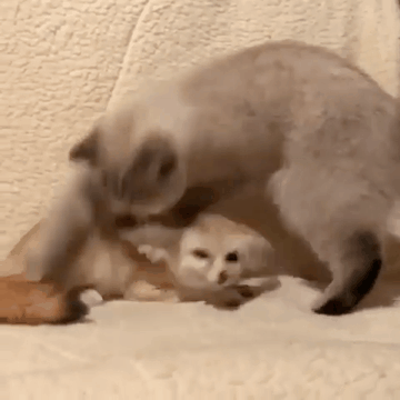 냥이와 사막여우.gif | 인스티즈