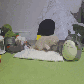 주말이니까 심장한번 부시고 가자 (feat.고양이) | 인스티즈