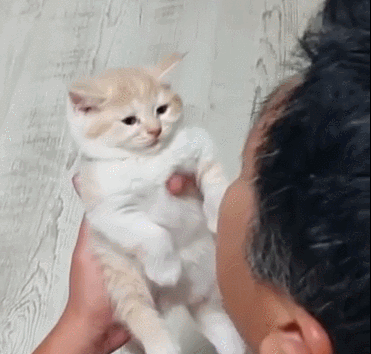 ﻿고양이 데려오면 버려버리겠다던 아버지﻿ | 인스티즈