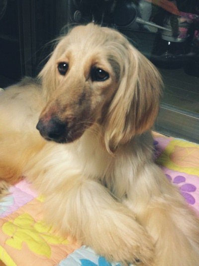 마당만있으면 키우고싶은 귀엽고 멋있는 대형견들.jpg | 인스티즈