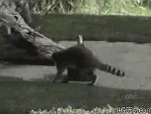 미국에서의 너구리 이미지ㅋㅋㅋ.gif | 인스티즈