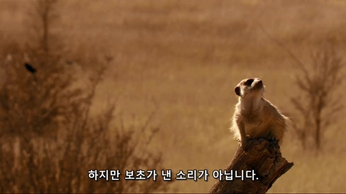 똑똑한 까마귀가 미어캣과 사는 법.jpg | 인스티즈