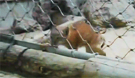 가출한 냥.gif | 인스티즈