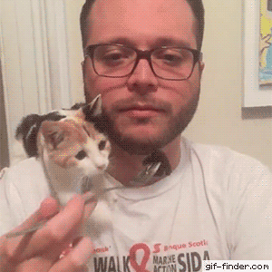 냥아치.gif | 인스티즈