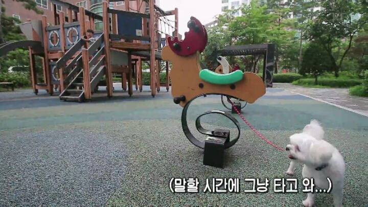 댕댕이 한테 미안해서 미끄럼틀 타러 못가는 대박이 ㅋㅋㅋJPG | 인스티즈