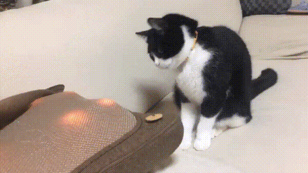 고양이 컬쳐쇼크.gif | 인스티즈