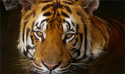 호랑이.gif | 인스티즈