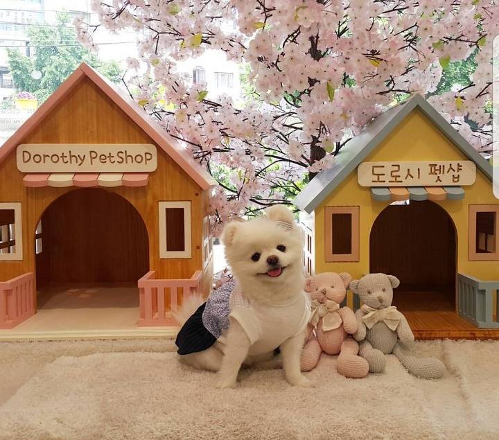 고양이보다 더 화제가 됐던 집사 | 인스티즈