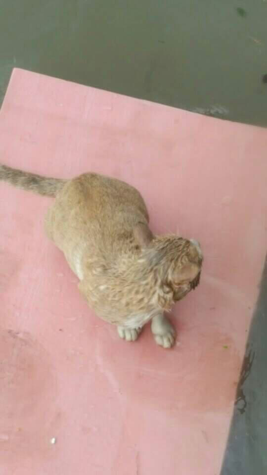 태풍에 죽을뻔한 고양이 구출 | 인스티즈