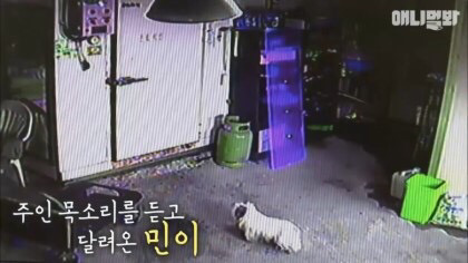 목숨을 구해준 강아지 | 인스티즈