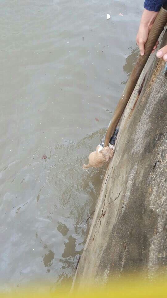 태풍에 죽을뻔한 고양이 구출 | 인스티즈