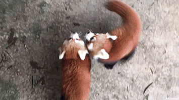 랫서팬더 | 인스티즈