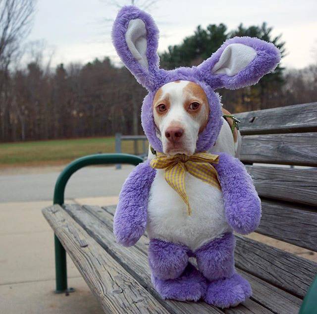 이상한 주인을 만난 멍뭉이 ‘메이모’ 일상.jpgif | 인스티즈