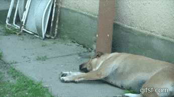 대형견 암살 시도.gif | 인스티즈