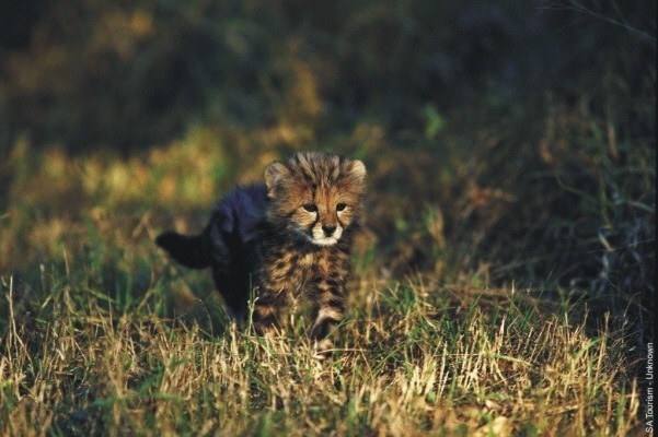 주관적) 고양이과 최고 귀요미.jpg | 인스티즈