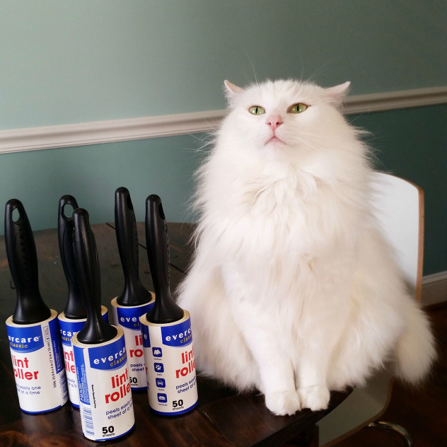 고양이 털 청소하기 | 인스티즈