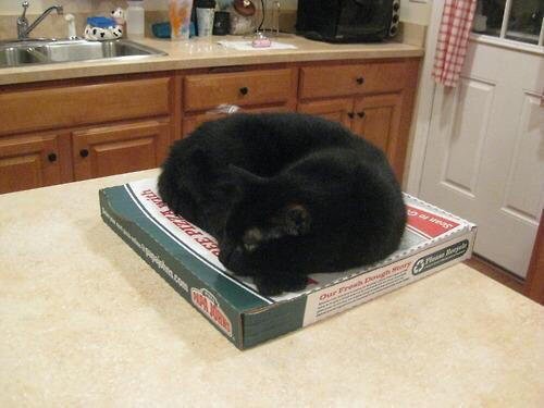 신종 고양이 트랩 | 인스티즈