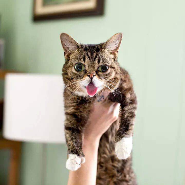 24시간 메롱하는 고양이 릴법!! | 인스티즈