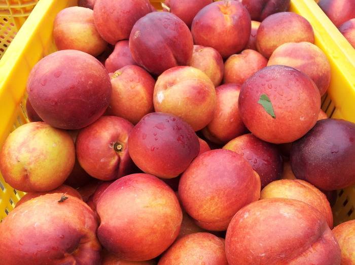  좀만 기다리면 먹을수 있는 과일들.jpg | 인스티즈