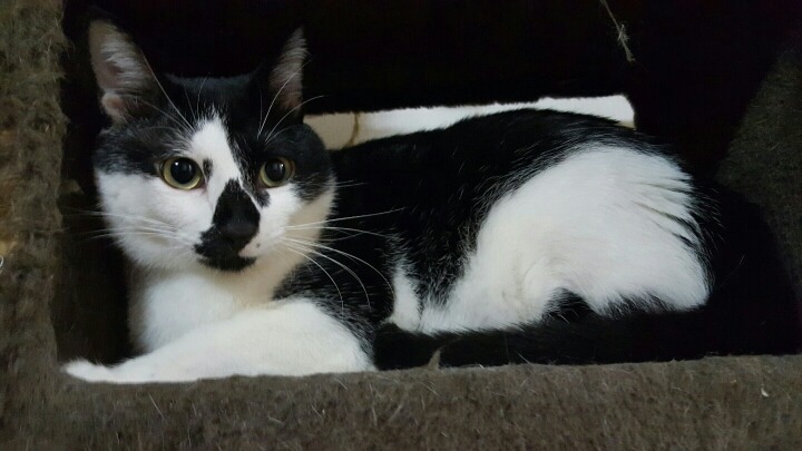 9냥이네 | 인스티즈