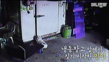 목숨을 구해준 강아지 | 인스티즈