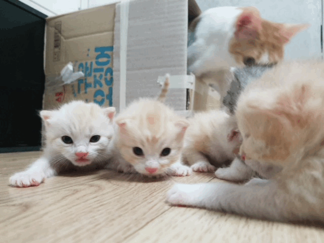 2주된 새끼 고양이(데이타주의) | 인스티즈