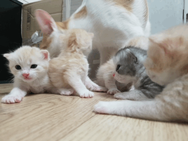 2주된 새끼 고양이(데이타주의) | 인스티즈