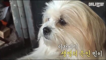 목숨을 구해준 강아지 | 인스티즈