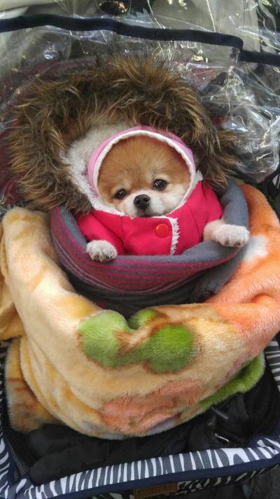 시장에서 할머니가 유모차에 태워가는 모습.jpg | 인스티즈