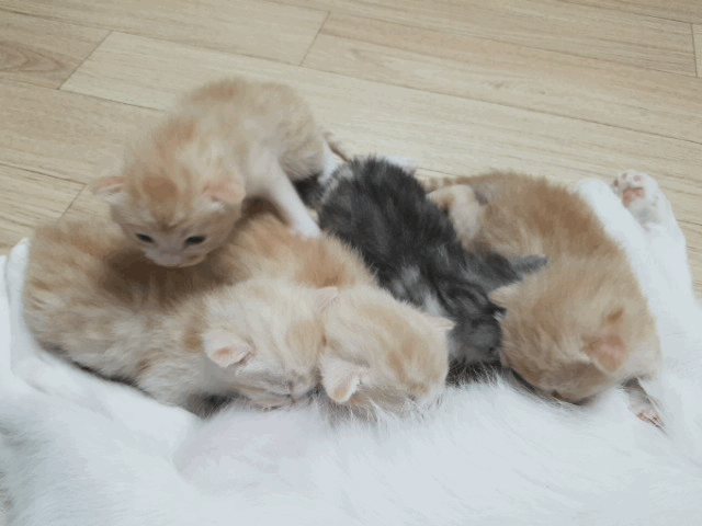 2주된 새끼 고양이(데이타주의) | 인스티즈