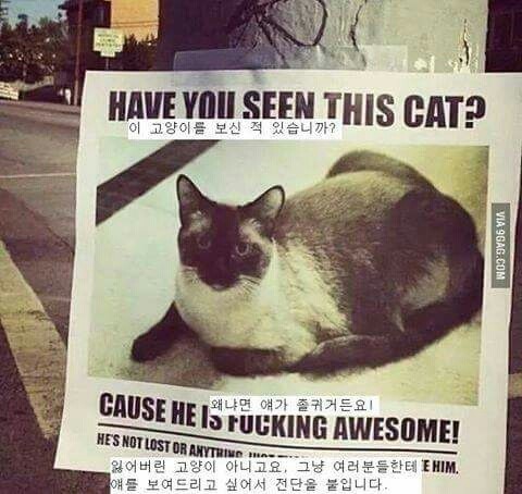 이 고양이를 보신 적 있습니까? | 인스티즈