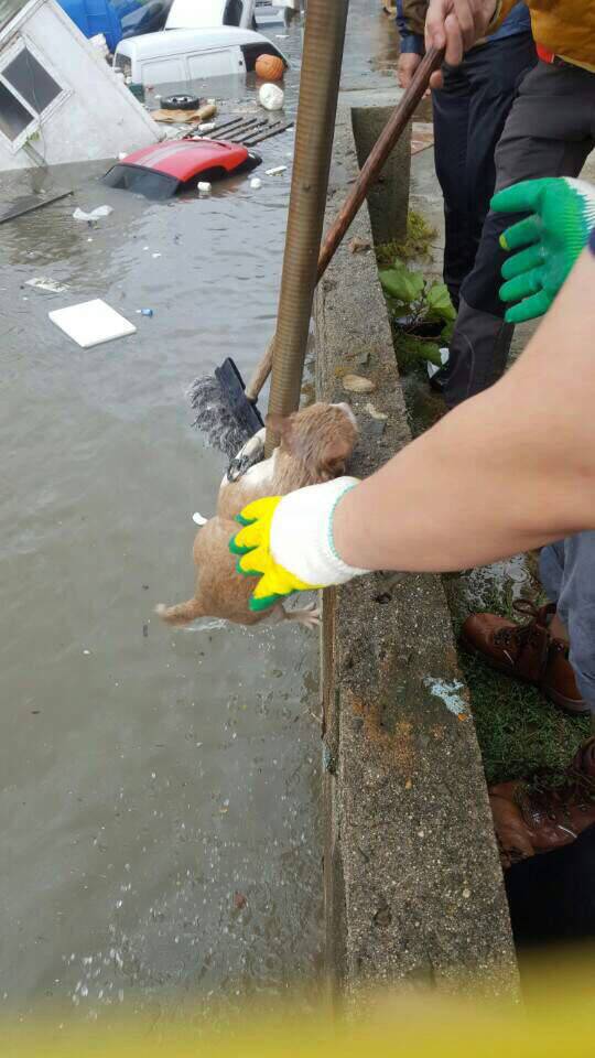 태풍에 죽을뻔한 고양이 구출 | 인스티즈