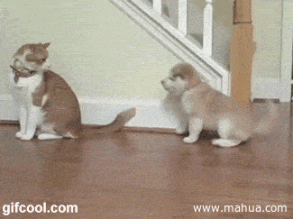 고양이를 귀찮게 했을때 | 인스티즈