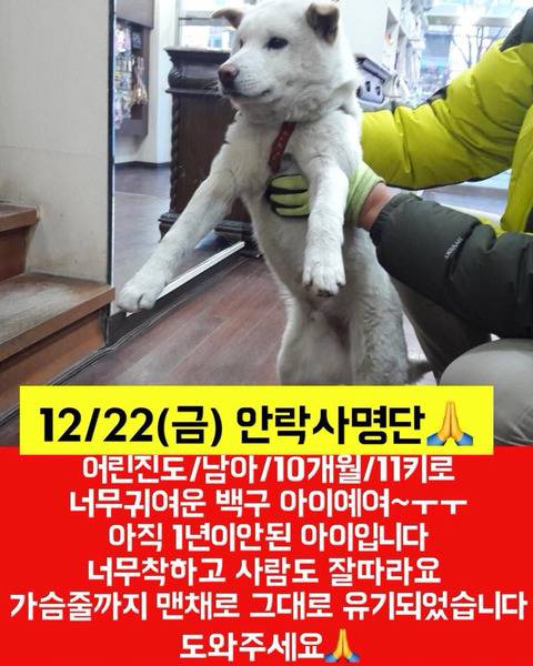 몇시간 후면 안락사될 아이들 보고가줘ㅠㅠㅠ 넘 귀여운 똥강아지도 잇어 | 인스티즈