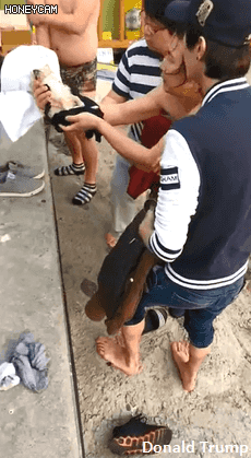 화성 궁평항 바다에 빠진 강아지 구하러 물에 뛰어든 사람들.jpgif | 인스티즈