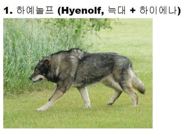 교배성공한 희귀동물들 | 인스티즈